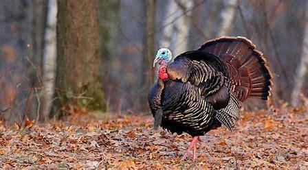 The Ultimate Guide to Spring Turkey Hunting with VersaDri
